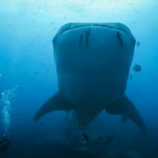 Divers swim alongside whale sharks to perform various tasks like blood draws and fin tagging for satellite tracking.  